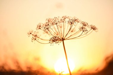 Batan güneşin karşı dereotu çiçek yakın çekim.