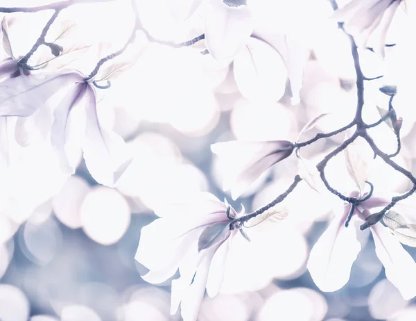 Художнє Фото Квітучої Магнолії Дуже Легке Яке Повітря Вибірковий Який — стокове фото
