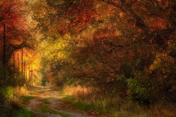 A winding overgrown path amidst dense autumn trees on a warm sunny autumn evening. Selective soft focus.