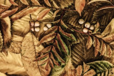 Farklı sarı yaprakları ve bir kızılcık kırmızı meyveler. Sonbahar natürmort.