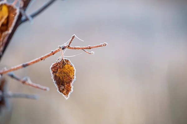 Osamělý Podzimní Listnatou Větví Krystalky Mrazu Pavučiny Jinovatce Selektivní Velmi — Stock fotografie