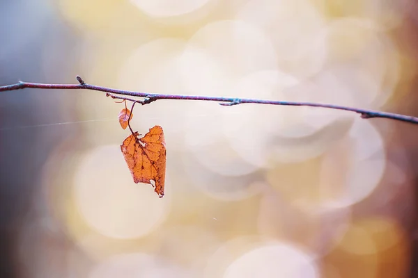 Одинокий Сухой Желтый Осенний Лист Ветке Естественный Художественный Фон Осеннего — стоковое фото