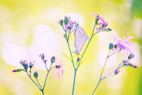つは草原の花に蝶が優しい カラフルな明るい夏の写真 — ストック写真