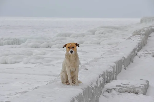 Homeless dog on the shore of a frozen ice-covered sea.