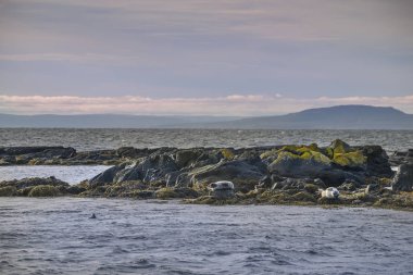 Okyanusun içinde taşlar üzerinde mühürler. İzlanda.