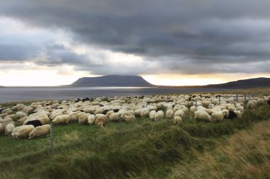 Körfezde koyun sürüsü. İzlanda manzara.