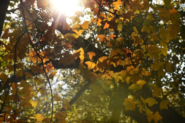 Parc Automne Par Une Chaude Journée Automne — Photo