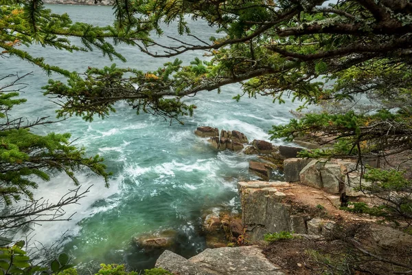 Beskåda Den Klippiga Kusten Vid Atlanten Genom Grenarna Barrträ Usa — Stockfoto