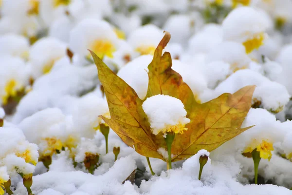 Viele Gelbe Blüten Mit Flauschigem Schnee Und Herbstblättern Bedeckt — Stockfoto