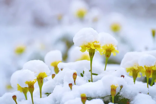 Vele Gele Bloemen Bedekt Met Zachte Sneeuw — Stockfoto