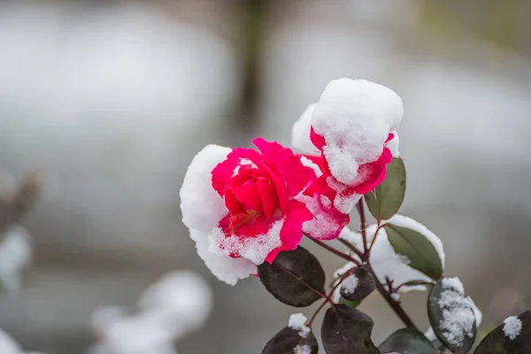 Rose Rouge Recouverte Première Neige — Photo