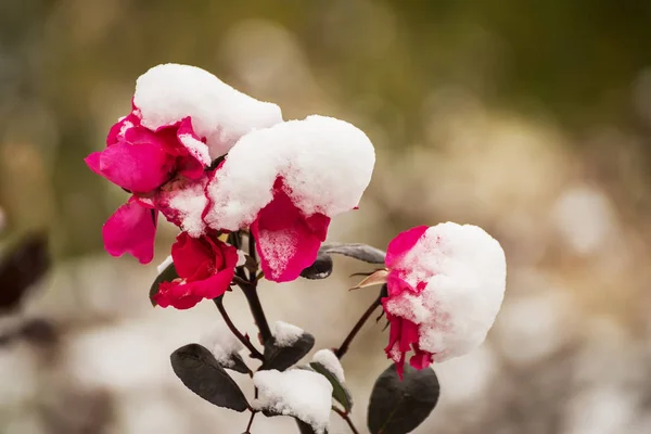 Czerwona Róża Zaległ Pierwszym Śniegiem — Zdjęcie stockowe