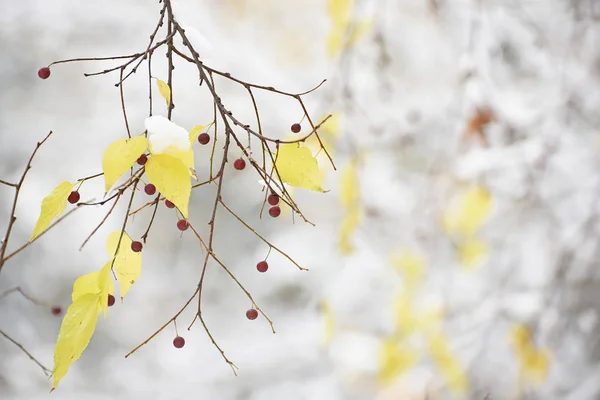 Ramură Frunze Galbene Fructe Pădure Roșii Zăpadă Fundal Natural Grădinii — Fotografie, imagine de stoc