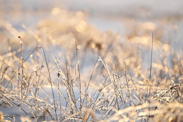 Günbatımı ve ufukta mesafe ormanda Nehri'nde kış manzara. Amerika Birleşik Devletleri. Maine.