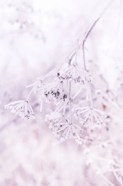 Delicate Bloem Spinnenwebben Bedekt Met White Frost Gras Wei Bedekt — Stockfoto