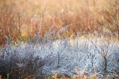 Frost çimen ve güneş ışığında çim. Soğuk ve ısı, kış ve bahar mücadele.