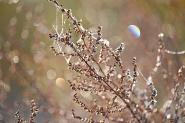 Pelin parlak rsoi damla ve örümcek ağları bir çayır çimen. çayır güzel sabah. Seçici yumuşak odak.