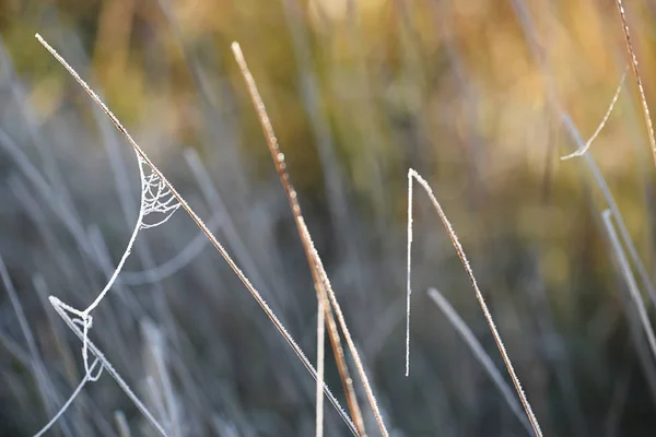 Herbe Dans Gel Mise Point Sélective — Photo