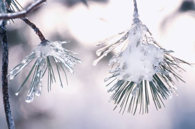 Çamın dalları kar ve doğal kış görünümü içinde belgili tanımlık geçmiş.