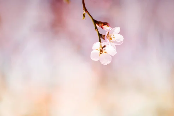 Zweige Eines Blühenden Mandelbaums Sanften Sonnenlicht Eines Frühlingsgartens Zarte Blumen — Stockfoto