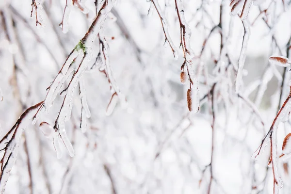 Eisige Äste Und Ohrringe Winterwald Schöne Natürliche Winter Hintergrund — Stockfoto