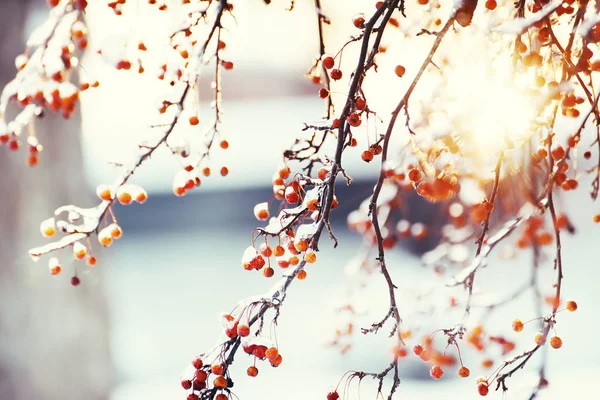 Des Baies Rouges Dans Glace Bokeh Festif Pétillant Ambiance Des — Photo