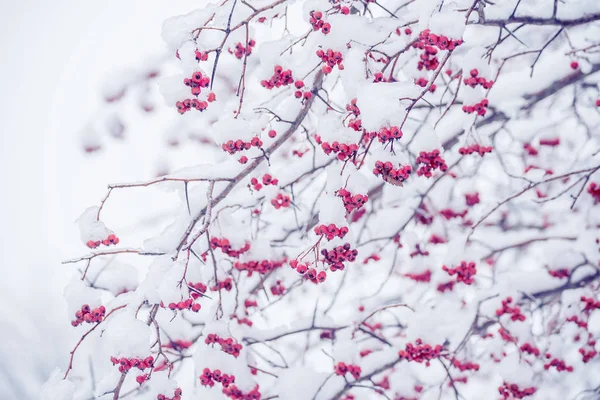 树枝上有郁郁葱葱的浆果在雪地里 自然美丽的冬天背景 — 图库照片