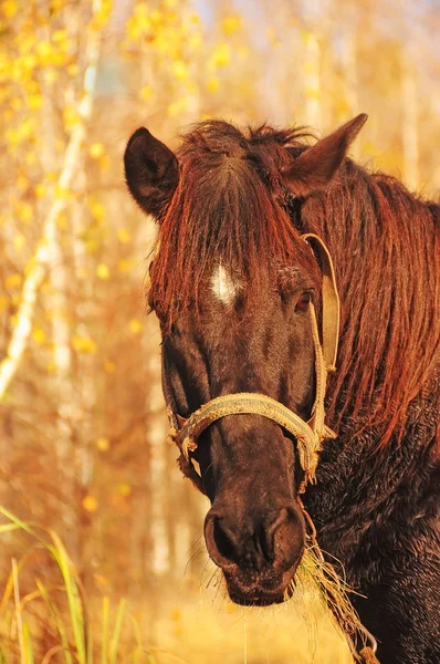 Pferdeschnauze Mit Heu Mund Großaufnahme Herbstlichen Sonnigen Wald — Stockfoto