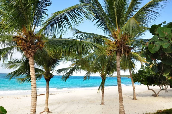 Sandy Beach Turkuaz Palmiye Ağaçları Ile Egzotik Sahilde Dinlenin Küba — Stok fotoğraf