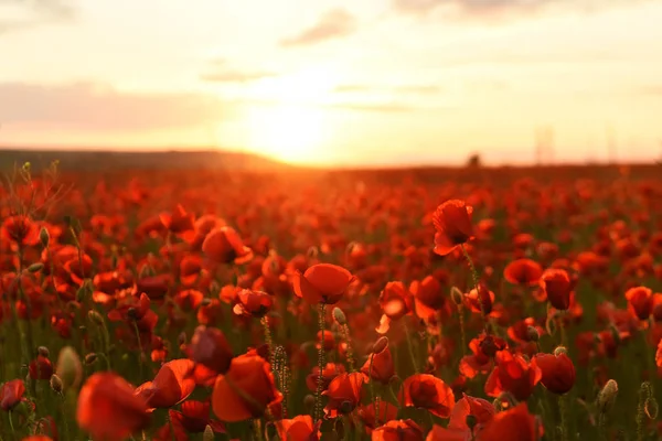 Exuberante Floración Amapolas Salvajes Rojas Atardecer —  Fotos de Stock