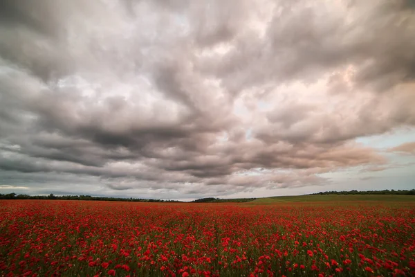 Los Interminables Campos Flores Amapolas Rojas Dramático —  Fotos de Stock