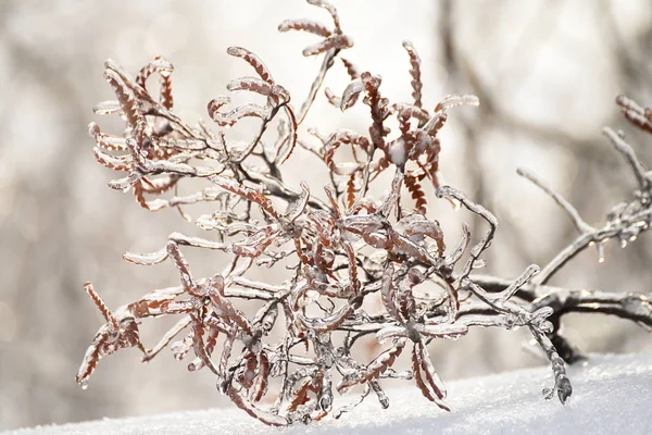 Zweige Eis Und Glitzernder Frost Auf Dem Schnee Winterwald Schöne — Stockfoto