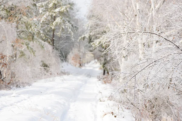 Footpath Fabulous Snowy Forest Branches Trees Glittering Frost Sun — Stock Photo, Image