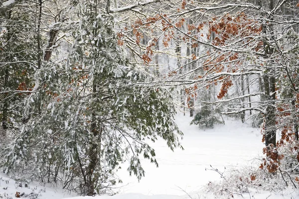 Forest Lake Winter Forest Beautiful Clean Sparkling Snow — Stock Photo, Image