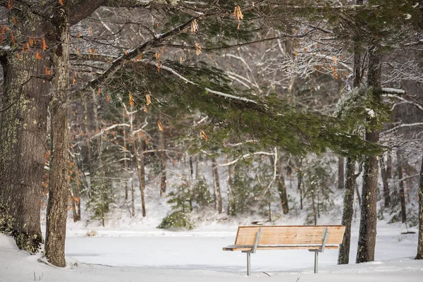 Bänk Vid Sjön Skog Skogen Vinter Vackra Rena Gnistrande Snö — Stockfoto