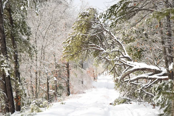 Forest Road Fabulous Snowy Forest Branches Trees Glittering Frost Sun — Stock Photo, Image