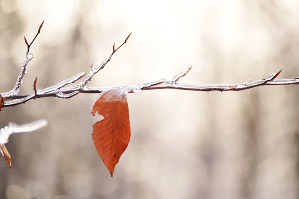 一只孤独的黄叶冻结在树枝上 — 图库照片