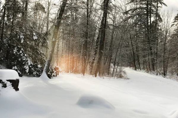 Snowdrifts Karla Kaplı Ormanda Kış Manzarası Amerika Birleşik Devletleri Maine — Stok fotoğraf