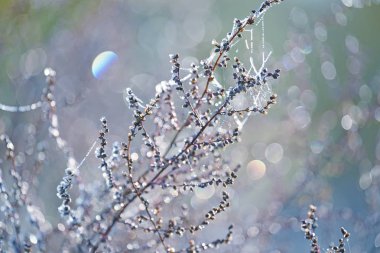 Pelin parlak rsoi damla ve örümcek ağları bir çayır çimen. çayır güzel sabah. Seçici yumuşak odak.