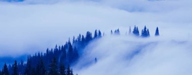 Dağlarda sis iğne yapraklı karanlık ormanda. Mistik vintage bir görünüm.