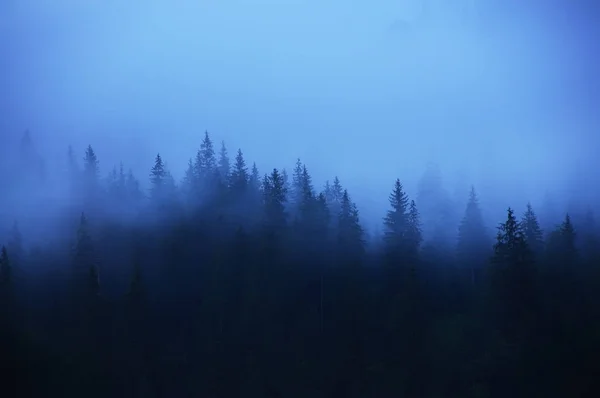 Forêt Sombre Conifères Dans Brouillard Dans Les Montagnes Look Vintage — Photo