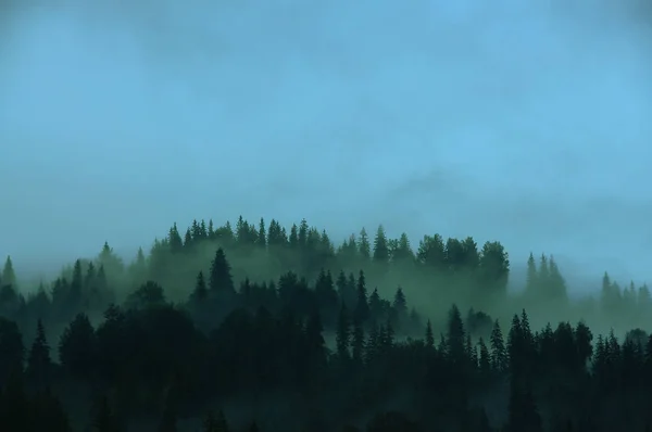 針葉樹の暗い森山霧の中 神秘的なビンテージの外観 — ストック写真