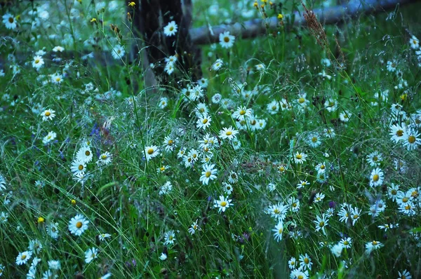 Many Flowers Daisies Other Wildflowers Meadow Rain Dark Photo Evening — Stock Photo, Image