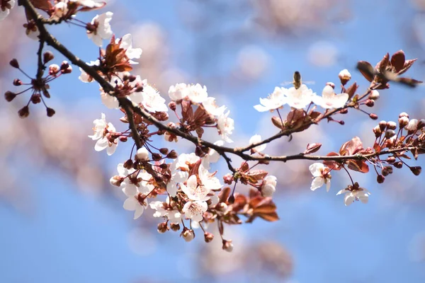Floraison Fleurs Cerisier Printemps Macro — Photo