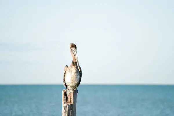 Pelicano Pássaro Senta Uma Coluna Madeira Velha Manhã Calma Nas — Fotografia de Stock