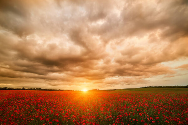 The endless fields of blooming red poppies and the dramatic 