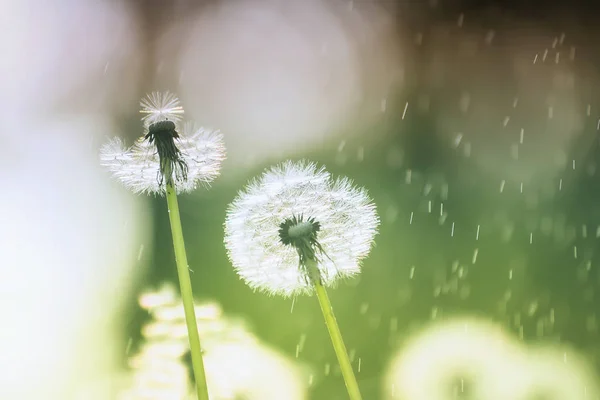 Beyaz Kabarık Karahindiba Çiçek Çayır Yaz Yağmur Altında Neşeli Kaygısız — Stok fotoğraf