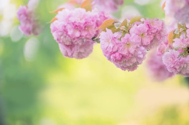 Bahar çiçekleri yemyeşil sakura. Yumuşak seçici odak.