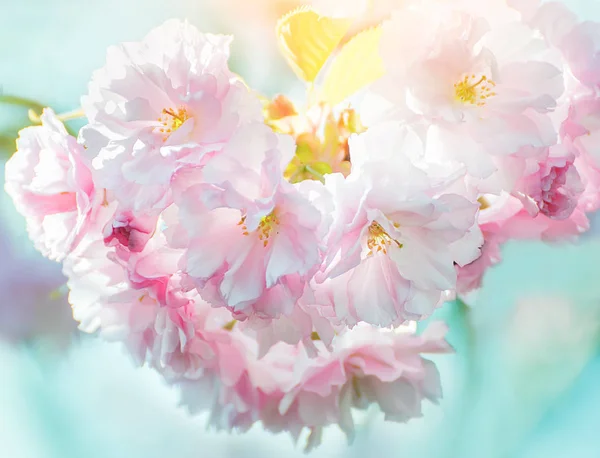 Sakura Svěží Květy Jaře — Stock fotografie