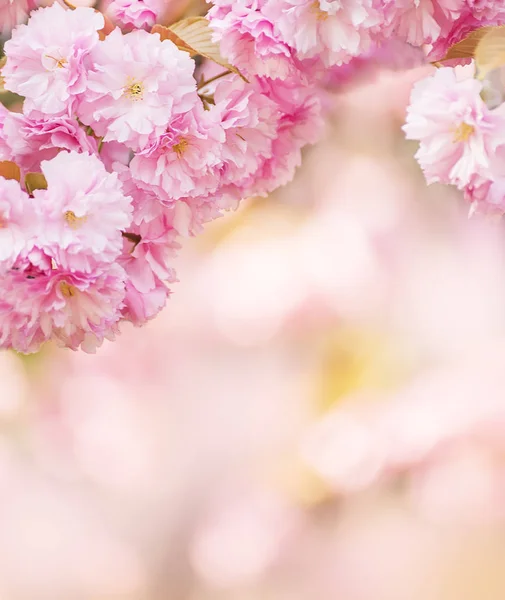 Sakura Svěží Květy Jaře Selektivní Rozostřený — Stock fotografie